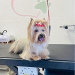Pelo Sano Peluquería Canina Y Felina – Peluquería Canina en Xirivella