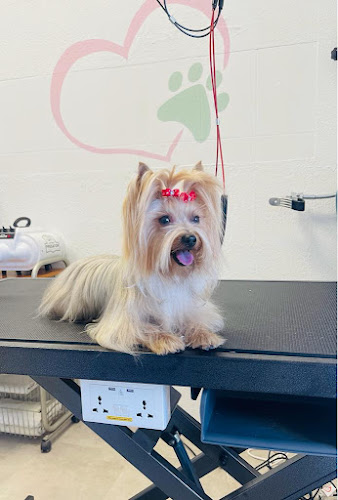Pelo Sano Peluquería Canina Y Felina en Valencia