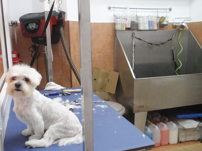 Pels Pèls en Barcelona