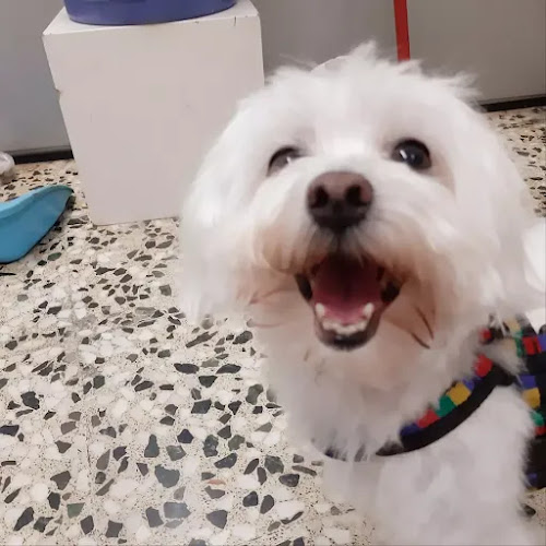 Pelsdegos. Perruqueria Canina en Tarragona