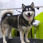 Pelu2 - Peluquería Canina – Peluquería Canina en Pamplona