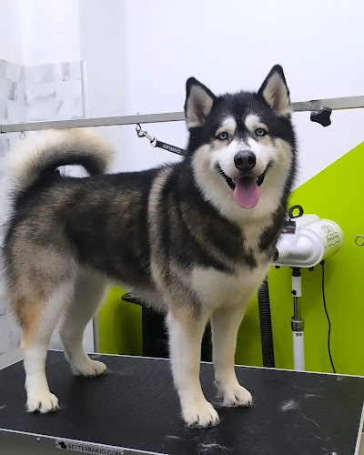 Pelu2 - Peluquería Canina en Navarra