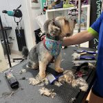 Pelucan Barakaldo - Peluquería Canina Y Felina – Peluquería Canina en Barakaldo