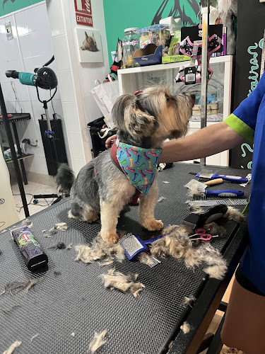 Pelucan Barakaldo - Peluquería Canina Y Felina en Biscay