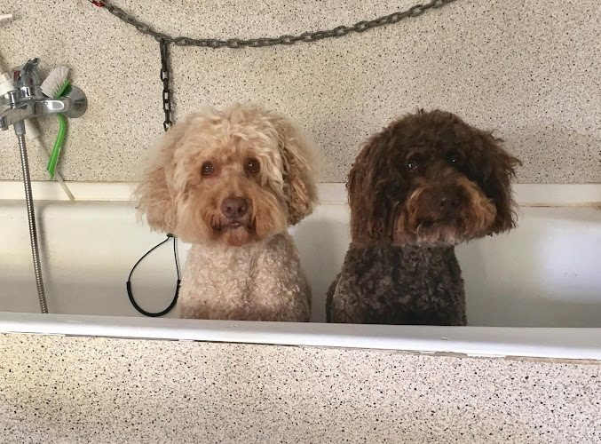 Pelucanmichi - Hundefriseur & Hundepension, Grooming & Dogsitting Peluquería Canina, A, en Balearic Islands