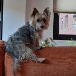 Peluditos – Peluquería Canina en Vitoria-gasteiz