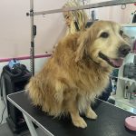 Peludog | Peluquería Canina – Peluquería Canina en Benalmádena