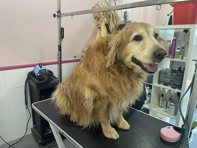 Peludog | Peluquería Canina en Málaga