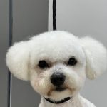 Peludogs – Peluquería Canina en Castellón De La Plana