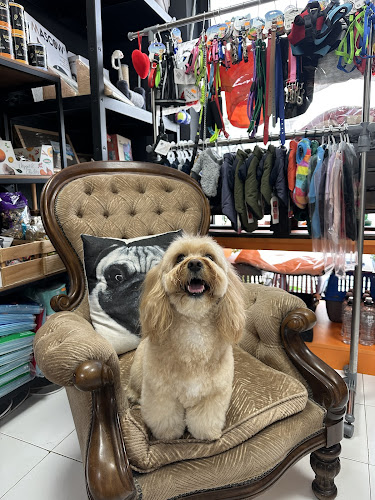 Peludogs Alicante en Alicante