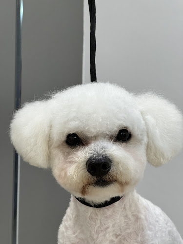 Peludogs en Castellón