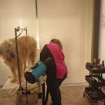 Peludos Peluquería Canina Y Tienda – Peluquería Canina en Villaviciosa