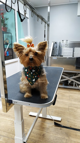 Peludos Peluqueria Canina en Alicante