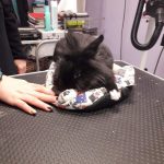 Peludos Pets – Peluquería Canina en Gijón