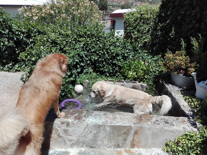 Peludos - Residencia Canina Y Felina en La Rioja