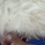 Peludos Sevilla – Peluquería Canina en Tomares