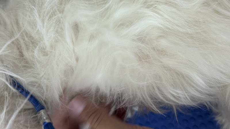 Peludos Sevilla en Sevilla