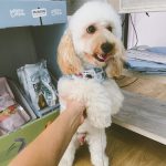 Pelugos – Peluquería Canina en Salou