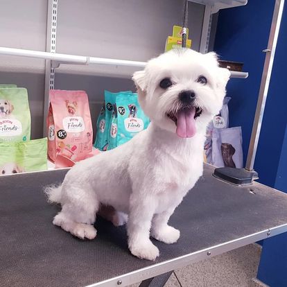 Pelugos en Castellón