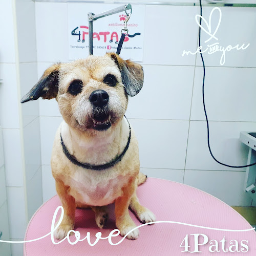 Peluqueria Canina 4Patas Torrelavega en Cantabria