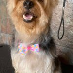 Peluquería Canina – Peluquería Canina en Las Palmas De Gran Canaria