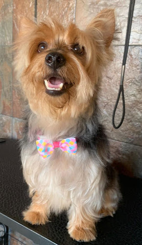 Peluquería Canina en Las Palmas