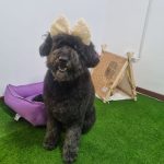 Peluquería Canina Adogrables – Peluquería Canina en Roquetas De Mar