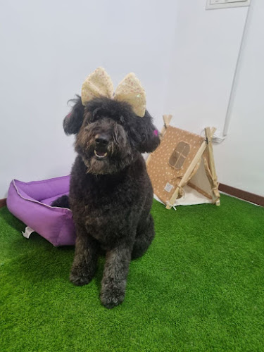 Peluquería Canina Adogrables en Almería