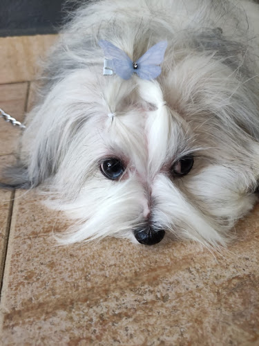 Peluquería Canina Aigua I Sabo en Valencia