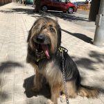 Peluquería Canina Ainara – Peluquería Canina en Burlada