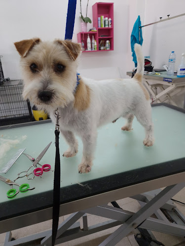 Peluquería Canina Ainara Martin en Cantabria