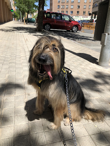 Peluquería Canina Ainara en Navarra