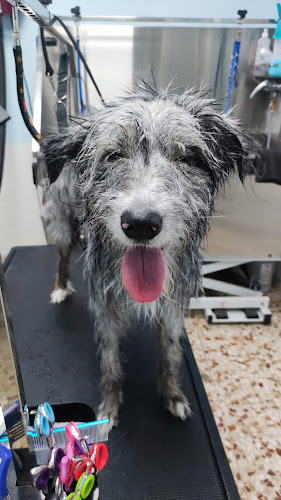 Peluquería Canina Al Barreño en Madrid
