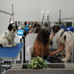 Peluquería Canina Alba. Ozonoterapia Para Mascotas. – Peluquería Canina en Azuqueca De Henares