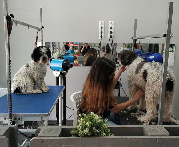 Peluquería Canina Alba. Ozonoterapia Para Mascotas. en Guadalajara