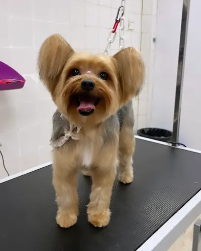 Peluquería Canina Alicante Vanity Pets en Alicante