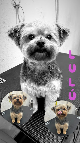 Peluqueria Canina & Alimentos Para Mascotas Can Derqui en Barcelona