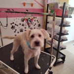 Peluqueria Canina Alma Dog – Peluquería Canina en Oviedo