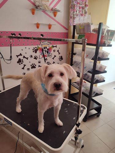 Peluqueria Canina Alma Dog en Asturias