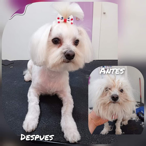 Peluqueria Canina Ana Escribano en Murcia