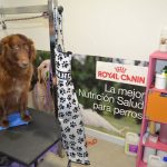 Peluquería Canina Animal Spa – Peluquería Canina en Vitoria-gasteiz