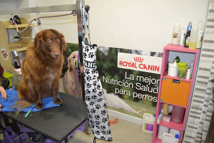 Peluquería Canina Animal Spa en Álava