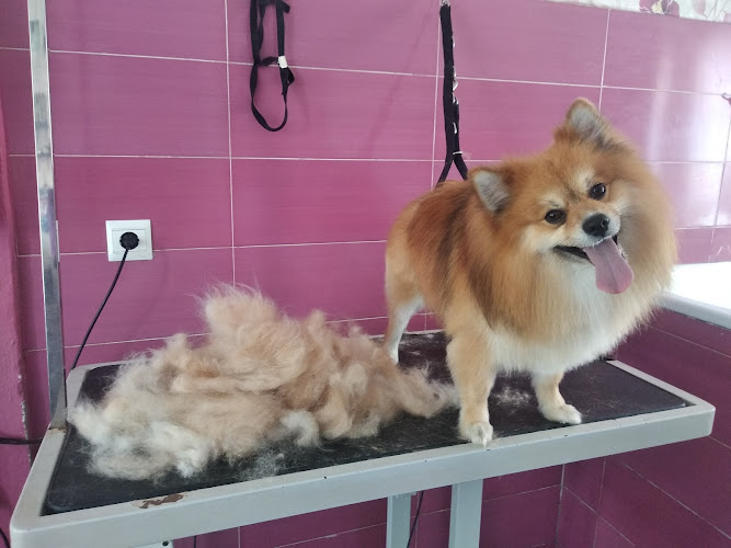 Peluquería Canina Apricot en Cantabria