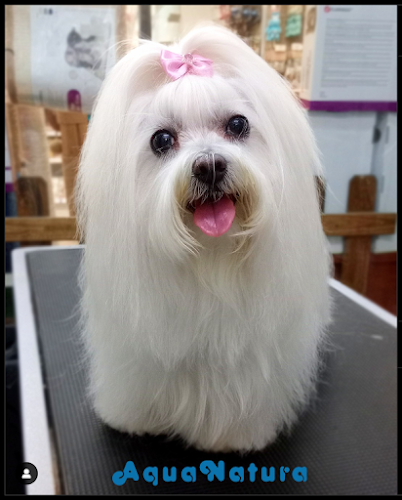 Peluqueria Canina Aquanatura en Barcelona