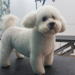 Peluquería Canina Art Ca – Peluquería Canina en Palma