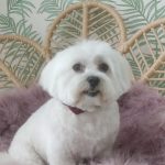 Peluquería Canina + Autolavado Patakän – Peluquería Canina en Eibar