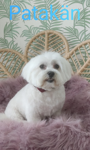 Peluquería Canina + Autolavado Patakän en Gipuzkoa