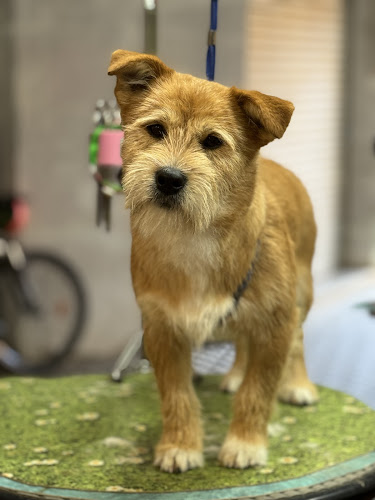 Peluquería Canina Barberdog en Barcelona