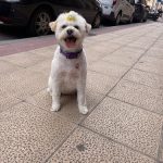 Peluquería Canina Beautiful Can – Peluquería Canina en Miranda De Ebro