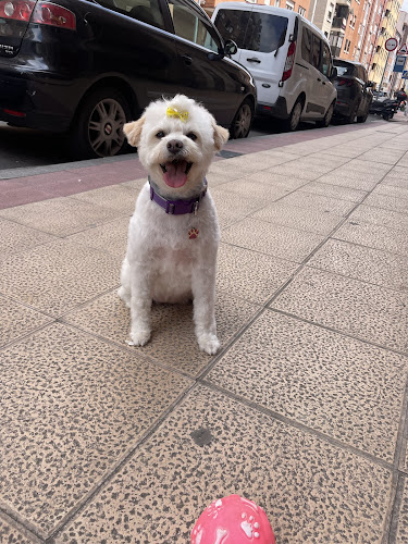 Peluquería Canina Beautiful Can en Burgos